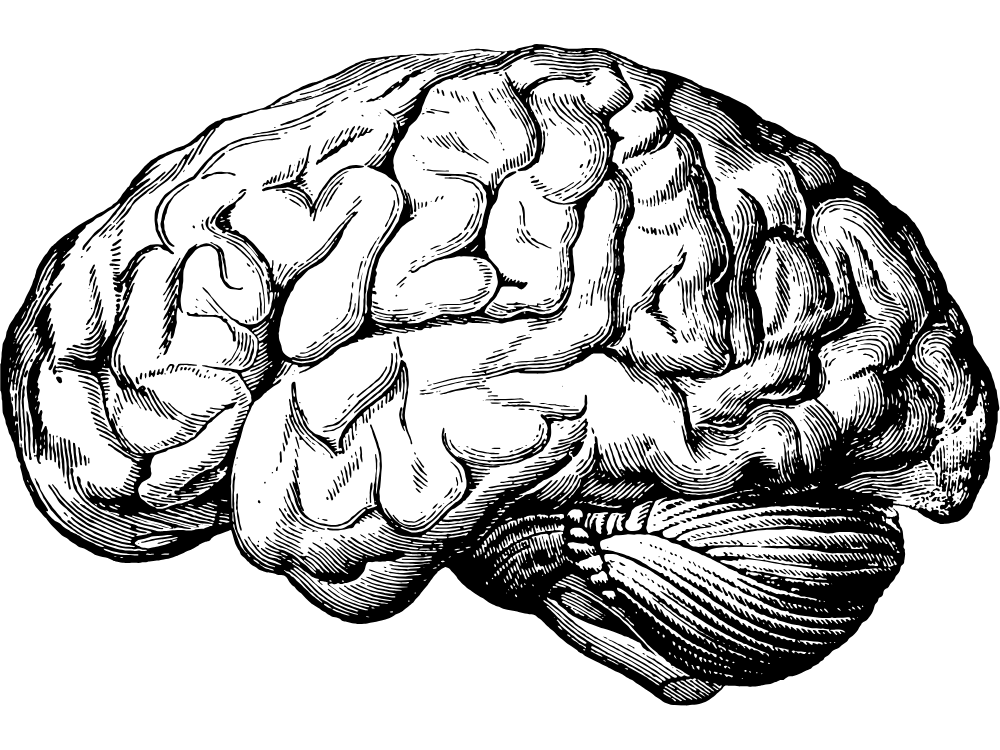 Wasatch Learning and Wellness Brain Psychology Psychological Evaluation